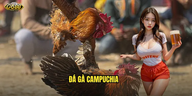 Đá gà campuchia go88 sh - Trải nghiệm trường gà đẳng cấp quốc tế 1 đá gà campuchia