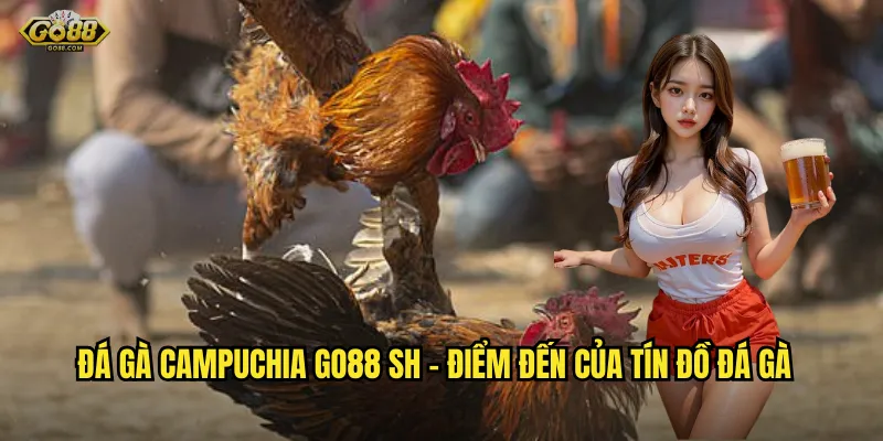 Đá gà campuchia go88 sh - Trải nghiệm trường gà đẳng cấp quốc tế 2 Đá gà campuchia go88 sh - Điểm đến của tín đồ đá gà
