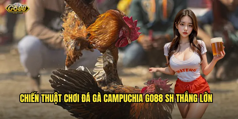 Đá gà campuchia go88 sh - Trải nghiệm trường gà đẳng cấp quốc tế 3 Chiến thuật chơi đá gà campuchia go88 sh thắng lớn