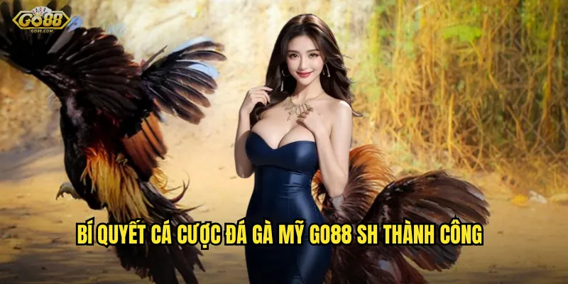 Đá gà Mỹ go88 sh - Đẳng cấp gà chiến từ xứ cờ hoa 3 Bí quyết cá cược đá gà Mỹ go88 sh thành công