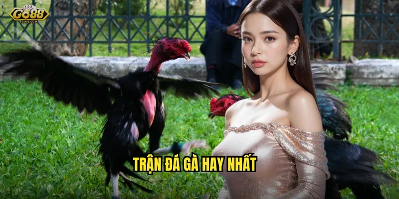 Trận đá gà hay nhất go88 sh - Những màn so găng đỉnh cao không thể bỏ lỡ 3 trận đá gà hay nhất