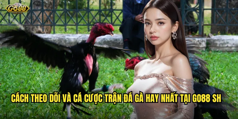 Trận đá gà hay nhất go88 sh - Những màn so găng đỉnh cao không thể bỏ lỡ 3 Cách theo dõi và cá cược trận đá gà hay nhất tại go88 sh