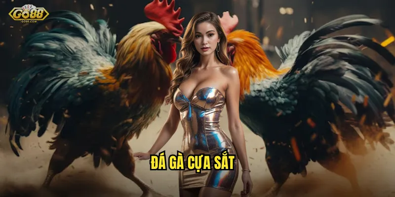Đá gà cựa sắt go88 sh - Màn so găng kịch tính, cá cược đỉnh cao 1 đá gà cựa sắt